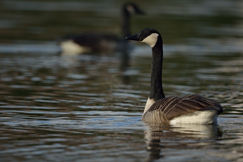 Grote Canadese Gans